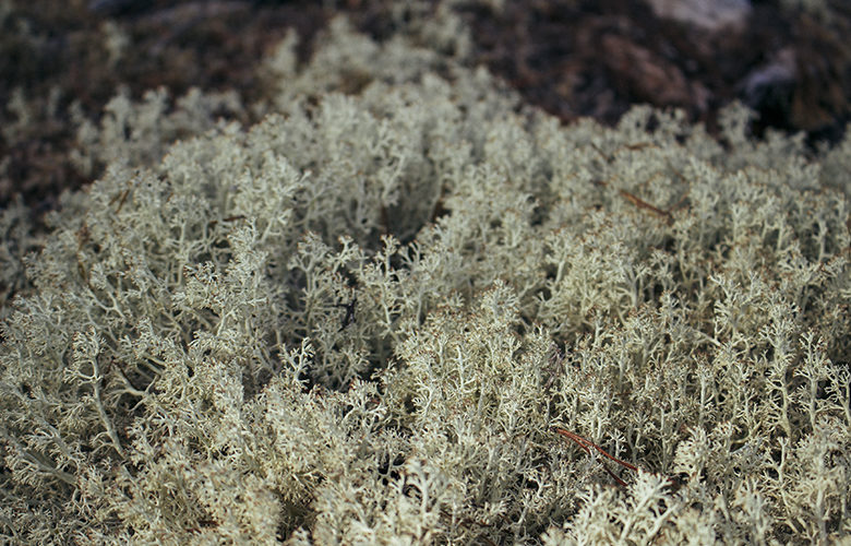 img_4766 img_4766